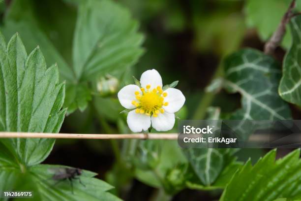 Wild Strawberry Flower In Bloom In Springtime Stock Photo - Download Image Now - Beauty, Beauty In Nature, Blossom