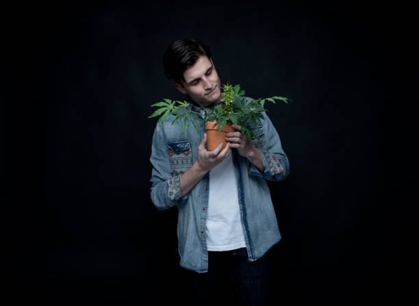 istock Handsome young man is holding a marijuana plant 1142869249