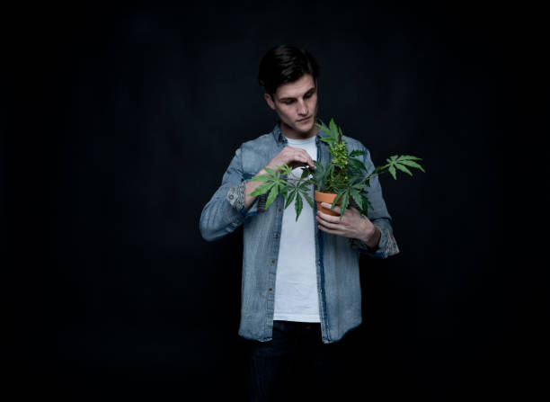 istock Handsome young man is holding a marijuana plant 1142869253