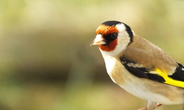 istock Goldfinch feeding from Tube peanut seed Feeder at a bird table 1142869317