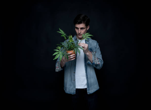 istock Handsome young man is holding a marijuana plant 1142869384