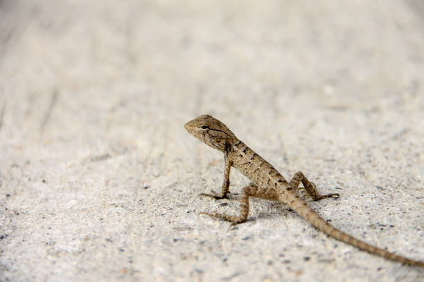 istock The Chameleon in urban wild 1142869939