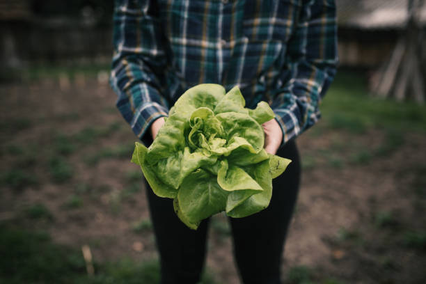 manos sosteniendo lechuga fresca de la pequeña granja. concepto de agricultura.  jovencita recogiendo verduras. - farmer salad fotografías e imágenes de stock