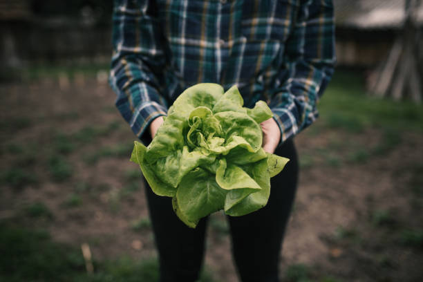руки, держащие свежий салат с небольшой фермы. концепция сельского хозяйства.  молодая женщина, собираюя овощи. - farmer salad стоковые фото и изображения