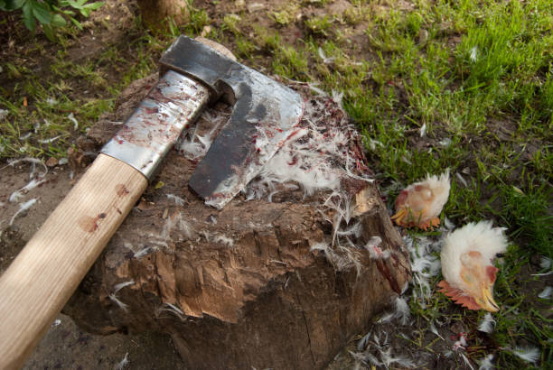 Garden decoration, empty tree stump in the garden, natural coffee table