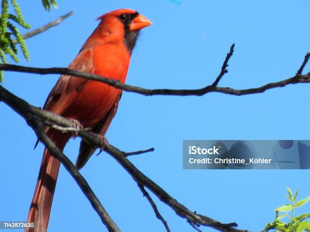 Cardinal Bird Male Stock Photo - Download Image Now - Animal Wildlife, Animals In The Wild, Beak