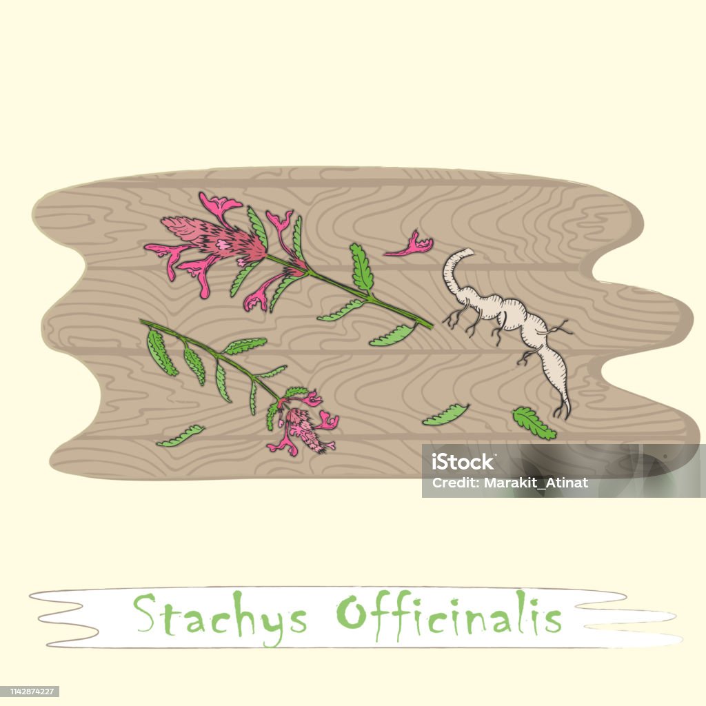 Parts of Herbal Plant Betony on the Cutting Board Root and Stems of the betony Plant on the Wooden Cutting Board. Curved Shape of the Board with Wood Texture. Herbal with Latin Name Stachys Officinalis. Leaflet for Traditional Herbal Medicine. Botany stock vector