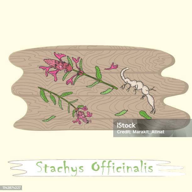 Parts Of Herbal Plant Betony On The Cutting Board Stock Illustration - Download Image Now - Botany, Branch - Plant Part, Cooking