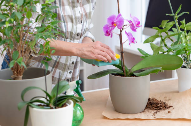 Senior woman plant care at home stock photo