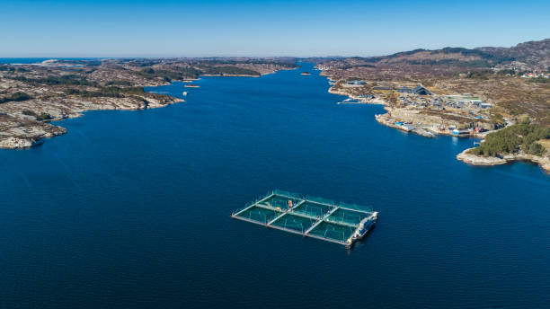 istock Salmon fish farm. Hordaland, Norway. 1142875106