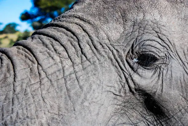 A close up of an elephant eye with wrinkles in the skin around the eye