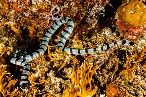 A Banded Sea Snake Laticauda colubrina hunting in a Fire Coral reef, checking every hole and every crevice, systematically, for quite a long time. The Banded Sea Snake Laticauda colubrina occurs in tropical Indo-Pacific. Males maimum length 88 cm, females 142 cm. The Banded Sea Snake is often seen in large numbers in the company of hunting parties of giant trevally (Caranx ignobilis) and goatfish. Their cooperative hunting technique is similar to that of the moray eel, with the Snakes flushing out prey from narrow crevices and holes. Sea Snakes need to drink fresh water and regularly come onto land for that purpose. A Tiger Cowrie Cypraea tigris, a Jewel Damsel Plectroglyphidodon lacrymatus and a Common Lionfish Pterois volitans are there too. Fire Corals Millepora sp. are not true corals, but members of the Cnidaria phylum, a member of the class Hydrozoa and more closely related to jellyfish. East Moyo Island, Sumbawa, Indonesia, 8°15'42