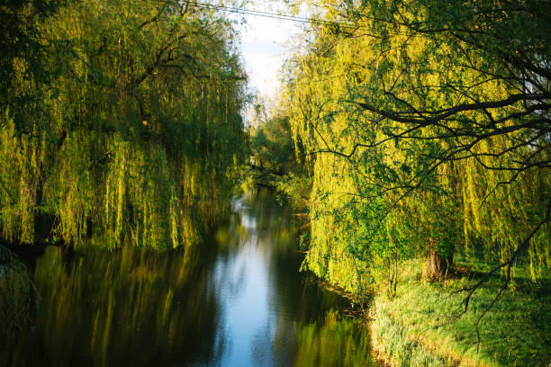 istock Spring evening sunny landscape near the river 1142875309