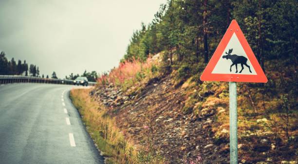 istock Watch For Moose Road Sign 1142876295