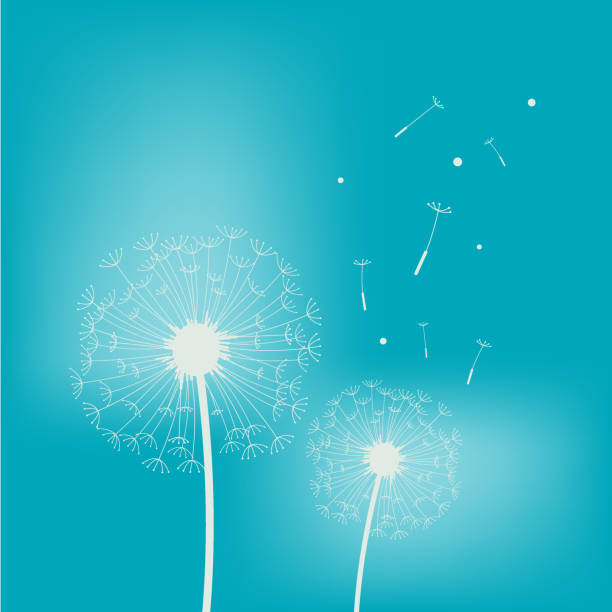 istock Silhouette of dandelion in green color background 1142876406
