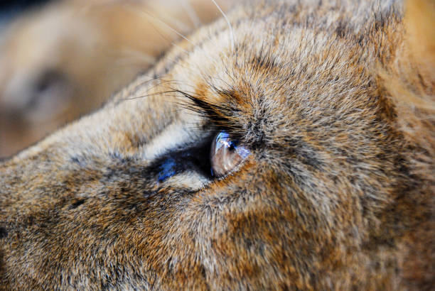 istock Close up of a lion eye 1142876411