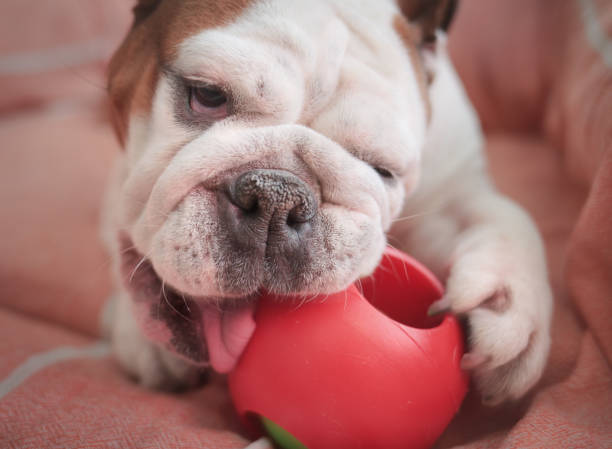 cute bulldog bites on a red plastic ball