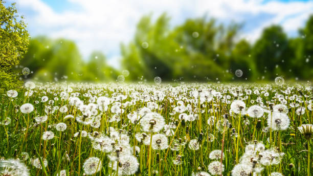 istock many dandelions in the meadow 1142876831