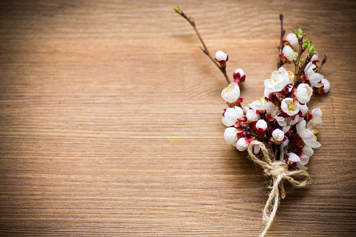 branch with blooming apricot flowers on a wooden background