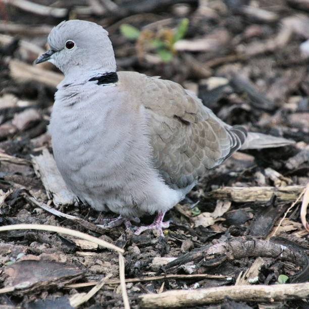 istock A picture of a Collared Dove 1142878140