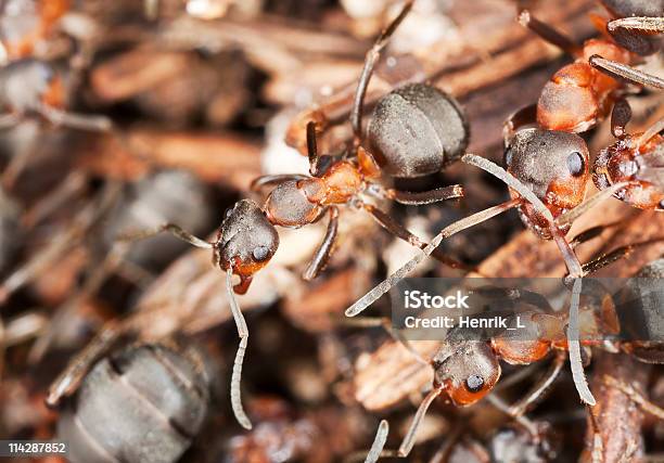 목재 Ants 접사를 포토서제스트 가까운에 대한 스톡 사진 및 기타 이미지 - 가까운, 가위개미, 개미