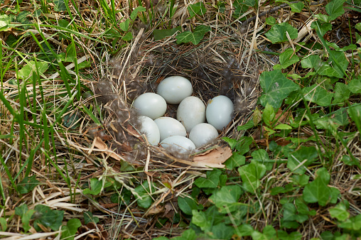 ground nest of bird eggs