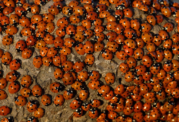7 spot ladybird (coccinella 7-punctata) - punctata photos et images de collection