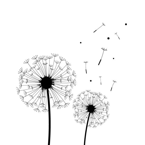 ilustraciones, imágenes clip art, dibujos animados e iconos de stock de silueta de diente de león en blanco y negro - silhouette beautiful flower head close up