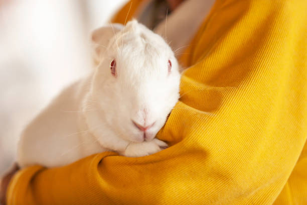 istock A senior male farmer hugging a white rabbit in his farm. 1142883310