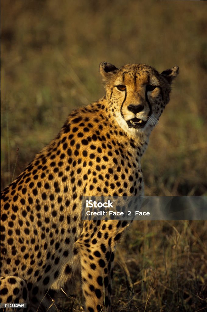 Cheetahs Status As Th E Fastest Land Animal Stock Photo - Download Image  Now - Africa, Animal, Animal Wildlife - iStock