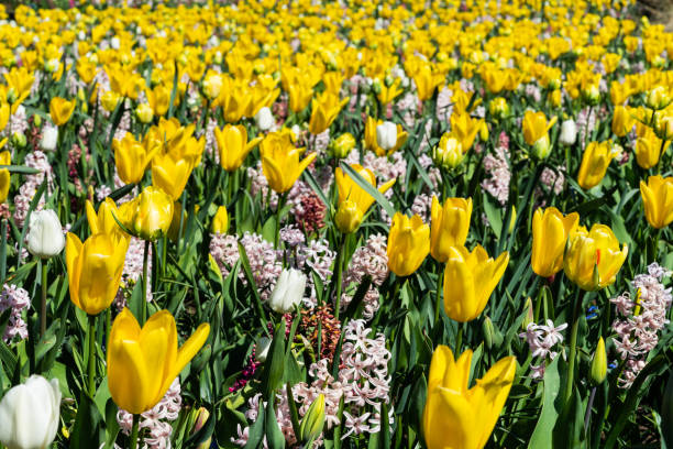 istock Field of tulips and hyacinths in spring 1142884232