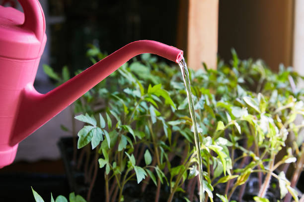 istock Watering can and tomato seedlings 1142884801