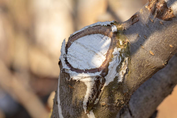 proces gojenia rany na drzewie owocowym - apple rotting fruit apple tree zdjęcia i obrazy z banku zdjęć