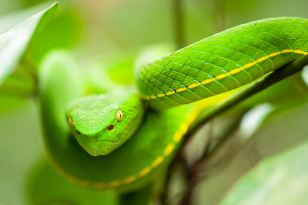 istock Vogel's Green Pit Viper is on the wild tree. 1142885110