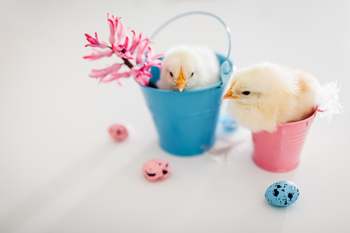 Easter chickens. Little yellow chicks sitting in buckets among flowers and Easter quail eggs.