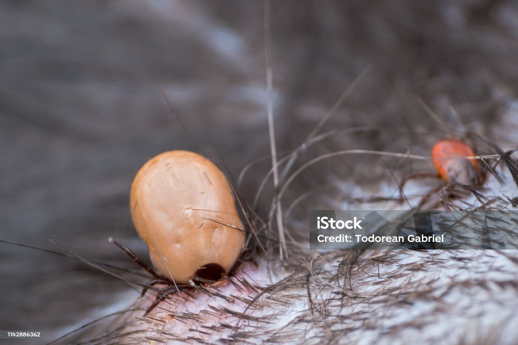 male and female ticks in their feeding process two ticks with diferent sizes sucking blood from the cat skin Animal Stock Photo