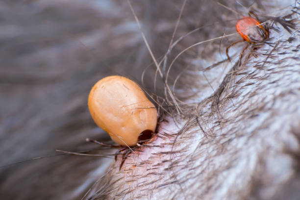 istock male and female ticks in their feeding process 1142886363