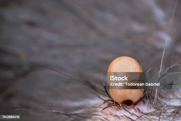 Tick Attached To The Cat Skin Stock Photo - Download Image Now - Animal, Animal Body Part, Animal Skin