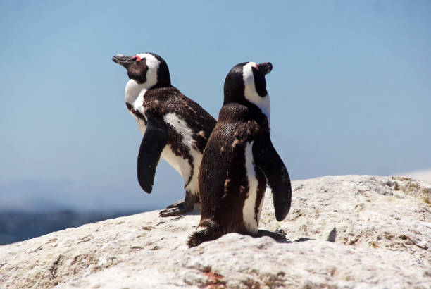 istock a pair of penguins on the rock 1142886455