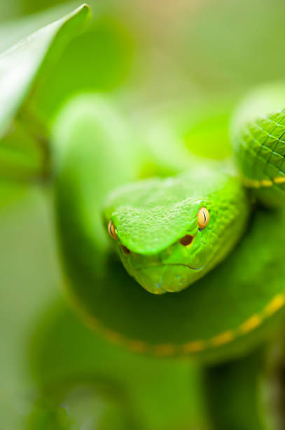 istock Vogel's Green Pit Viper is on the wild tree. 1142886584