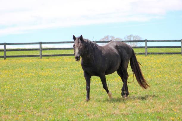 istock Old retired black stallion in his green pasture 1142887830