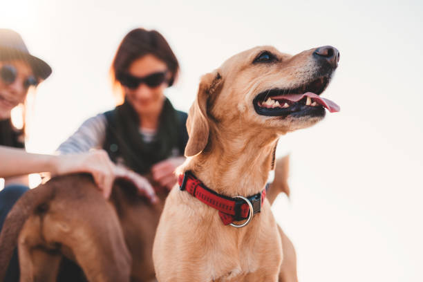 istock Happy dog and his owners 1142888870