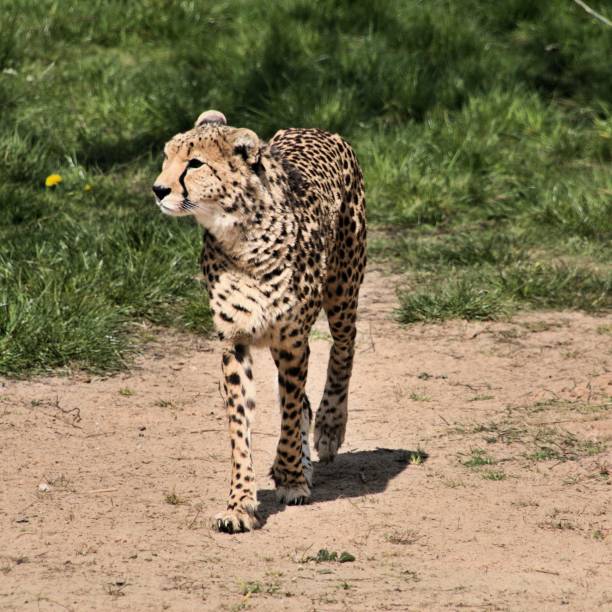 istock A picture of a Cheetah 1142888895