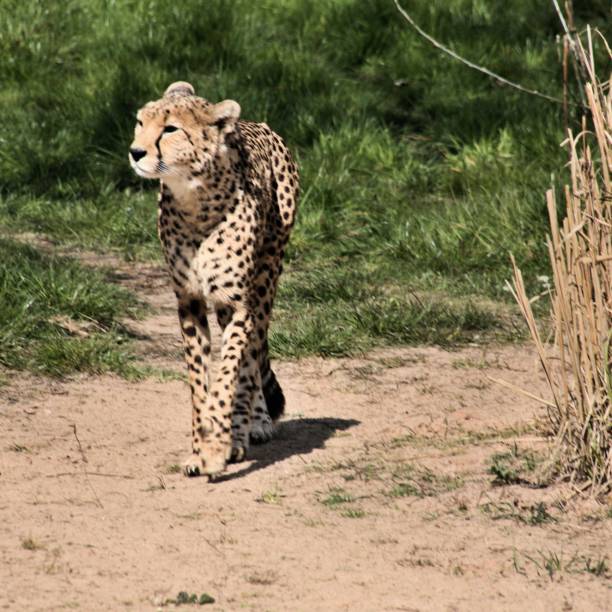 istock A picture of a Cheetah 1142888934