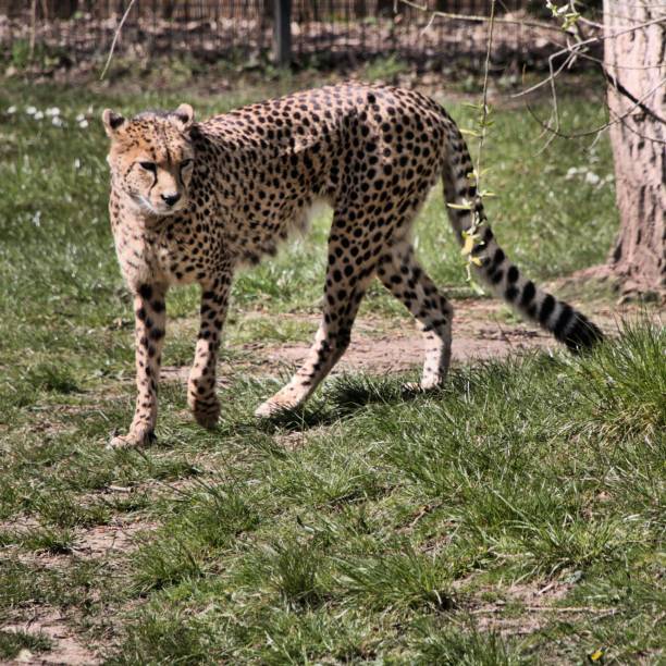 istock A picture of a Cheetah 1142888950