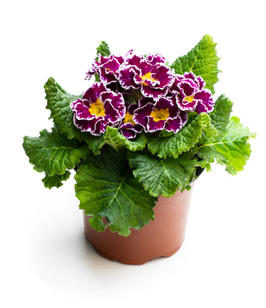 istock Colorful Primulas in pot isolated on white 1142888963