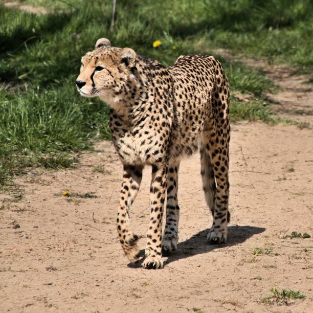 istock A picture of a Cheetah 1142888965