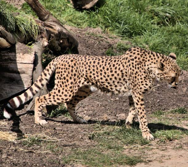 istock A picture of a Cheetah 1142888966