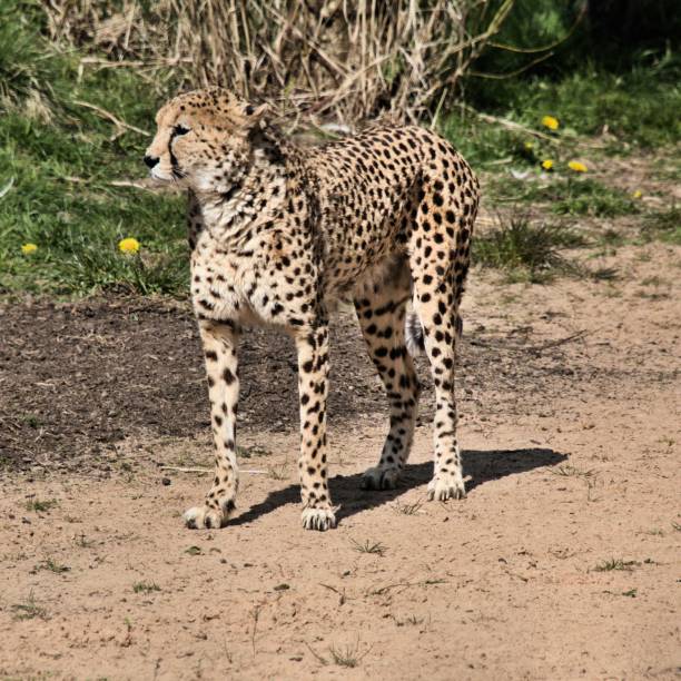 istock A picture of a Cheetah 1142888999