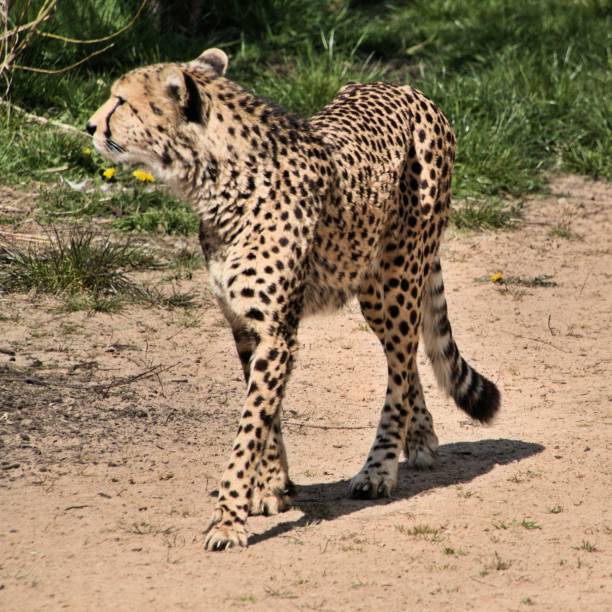 istock A picture of a Cheetah 1142889001